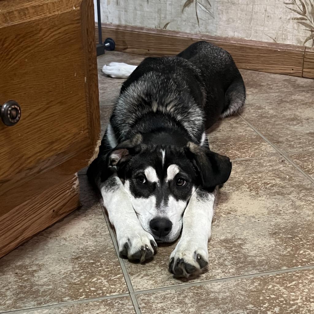 Avocado, an adoptable Husky, Mixed Breed in Sioux Falls, SD, 57106 | Photo Image 4