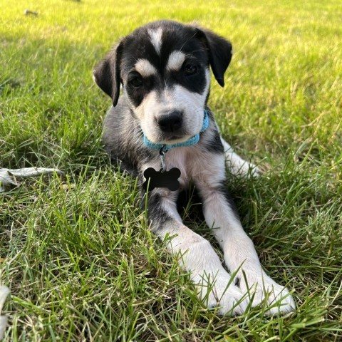 Avocado, an adoptable Husky, Mixed Breed in Sioux Falls, SD, 57106 | Photo Image 5