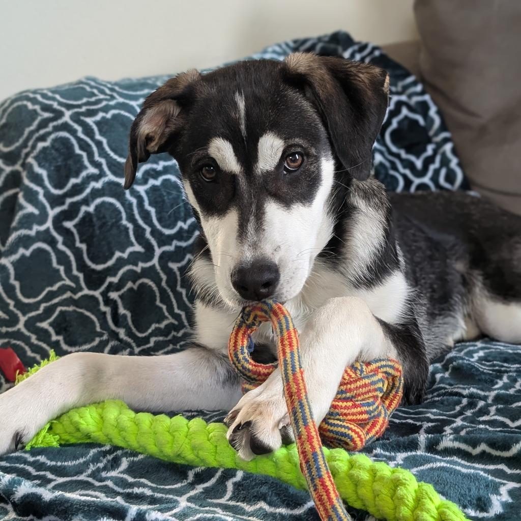 Avocado, an adoptable Husky, Mixed Breed in Sioux Falls, SD, 57106 | Photo Image 5