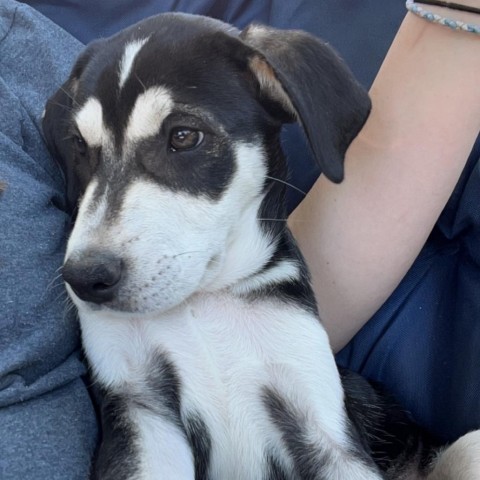 Avocado, an adoptable Husky, Mixed Breed in Sioux Falls, SD, 57106 | Photo Image 6