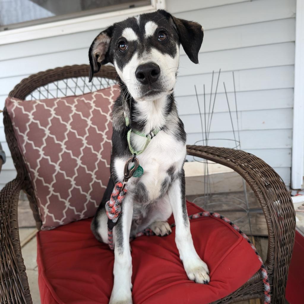 Avocado, an adoptable Husky, Mixed Breed in Sioux Falls, SD, 57106 | Photo Image 6