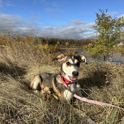 Papaya, an adoptable Mixed Breed in Sioux Falls, SD, 57106 | Photo Image 1