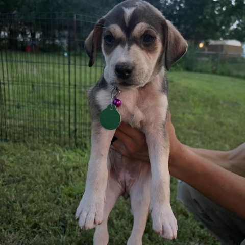 Papaya, an adoptable Mixed Breed in Sioux Falls, SD, 57106 | Photo Image 2