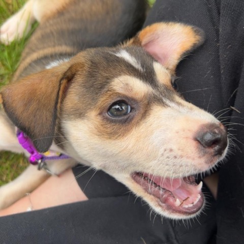 Papaya, an adoptable Mixed Breed in Sioux Falls, SD, 57106 | Photo Image 2