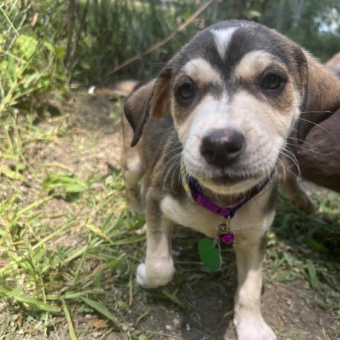 Papaya, an adoptable Mixed Breed in Sioux Falls, SD, 57106 | Photo Image 3