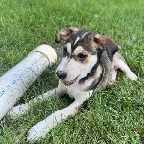 Papaya, an adoptable Mixed Breed in Sioux Falls, SD, 57106 | Photo Image 3