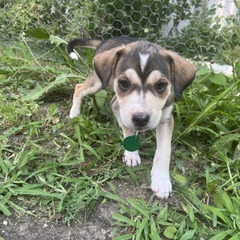 Papaya, an adoptable Mixed Breed in Sioux Falls, SD, 57106 | Photo Image 4