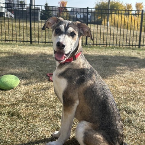 Papaya, an adoptable Mixed Breed in Sioux Falls, SD, 57106 | Photo Image 6