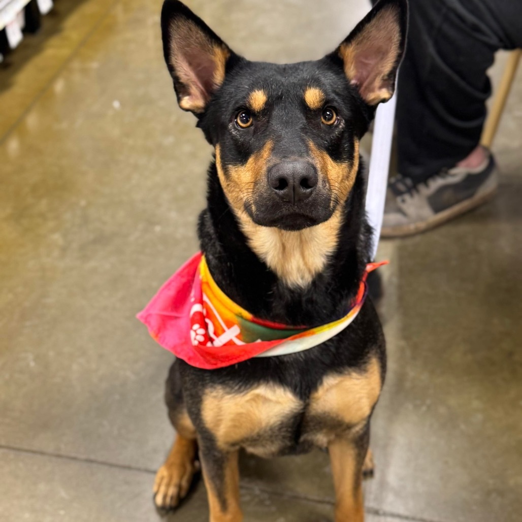 Annabelle, an adoptable Mixed Breed in Sioux Falls, SD, 57106 | Photo Image 1