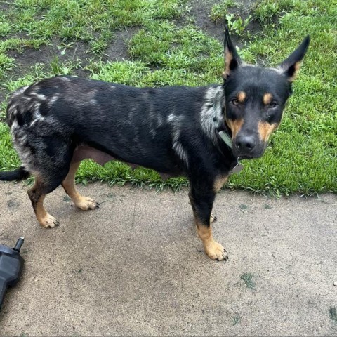 Annabelle, an adoptable Mixed Breed in Sioux Falls, SD, 57106 | Photo Image 2