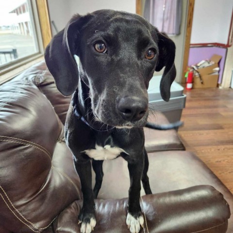 Di, an adoptable Black Labrador Retriever, Coonhound in Wadena, MN, 56482 | Photo Image 1