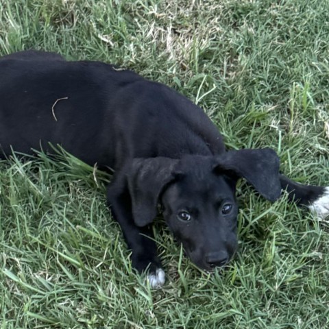 Di, an adoptable Black Labrador Retriever, Coonhound in Wadena, MN, 56482 | Photo Image 4