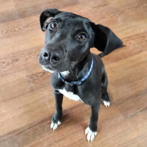 Di, an adoptable Black Labrador Retriever, Coonhound in Wadena, MN, 56482 | Photo Image 6