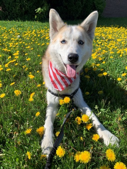 Venom, an adoptable Mixed Breed in Montreal, QC, H4P 1X4 | Photo Image 1