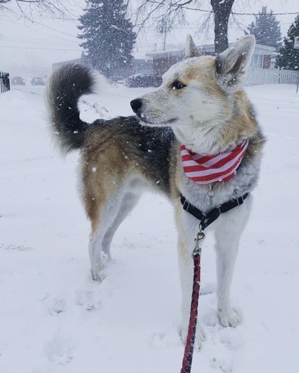 Venom, an adoptable Mixed Breed in Montreal, QC, H4P 1X4 | Photo Image 3