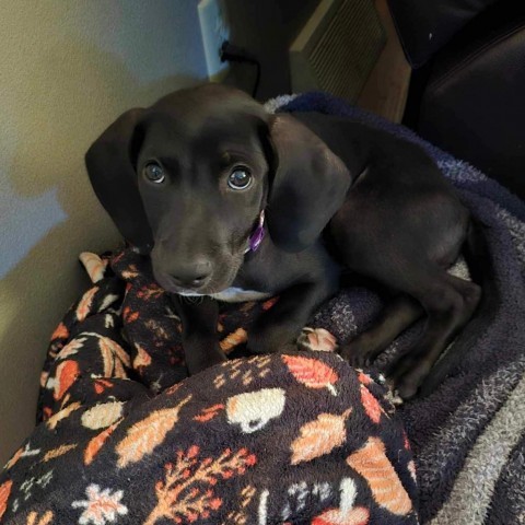 Di, an adoptable Black Labrador Retriever, Coonhound in Fargo, ND, 58102 | Photo Image 1