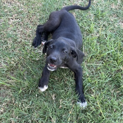 Di, an adoptable Black Labrador Retriever, Coonhound in Fargo, ND, 58102 | Photo Image 5