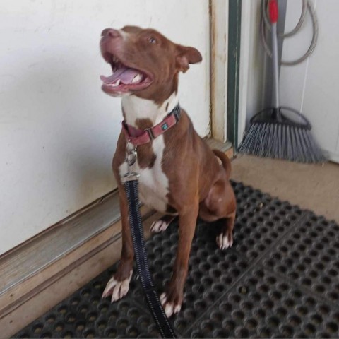 Nova 2, an adoptable Terrier, Mixed Breed in Fargo, ND, 58102 | Photo Image 5