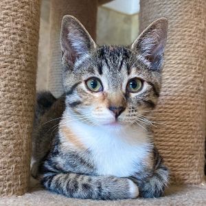 Laurel Domestic Short Hair Cat