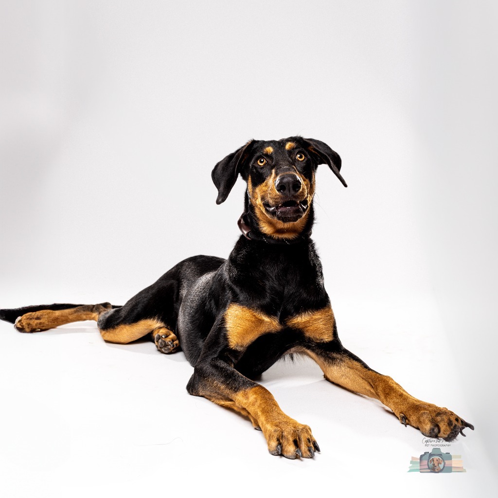 Thelma, an adoptable Doberman Pinscher in El Paso, TX, 79906 | Photo Image 1