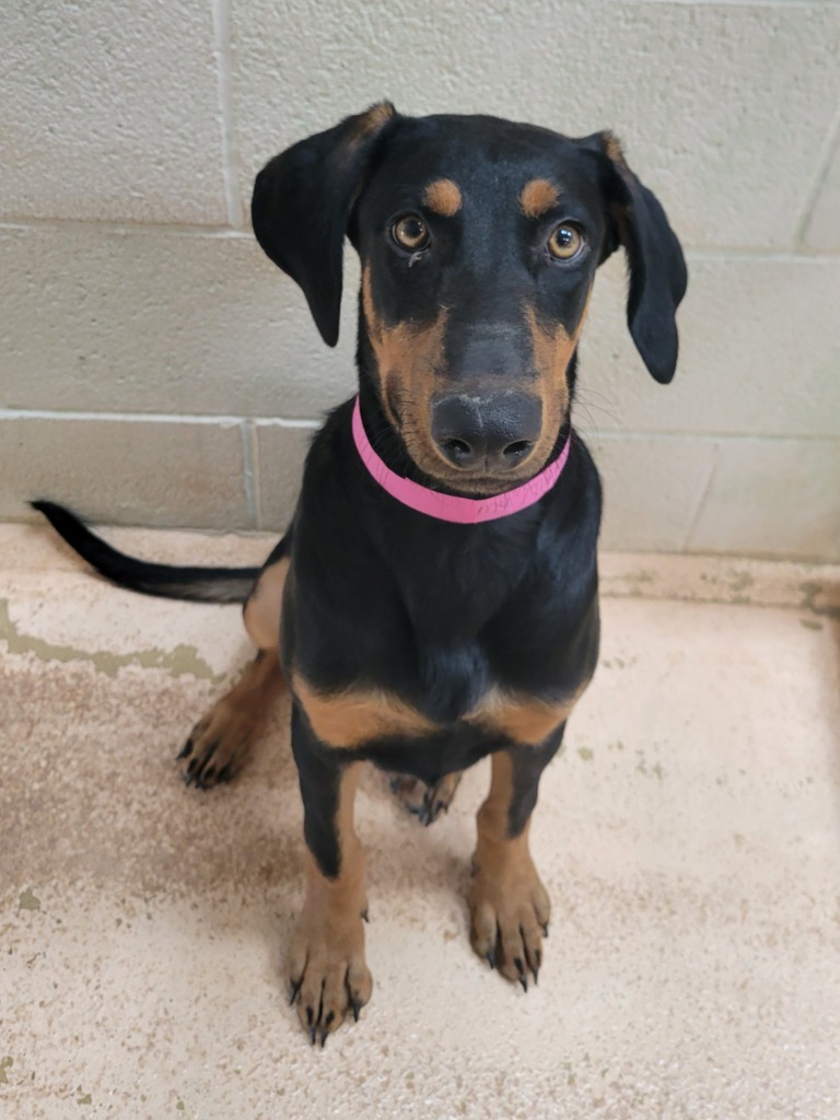 Thelma, an adoptable Doberman Pinscher in El Paso, TX, 79906 | Photo Image 2