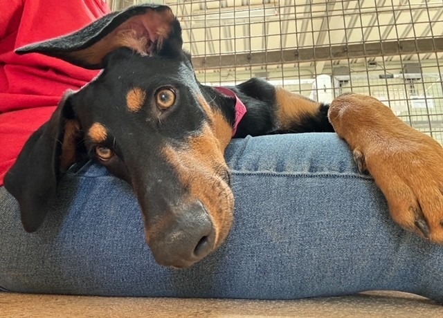 Thelma, an adoptable Doberman Pinscher in El Paso, TX, 79906 | Photo Image 3