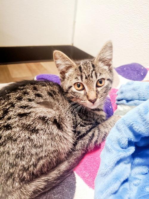 Cat 25949 (Alby), an adoptable Tabby in Parlier, CA, 93648 | Photo Image 1