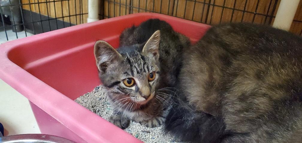 Cat 25949 (Alby), an adoptable Tabby in Parlier, CA, 93648 | Photo Image 3