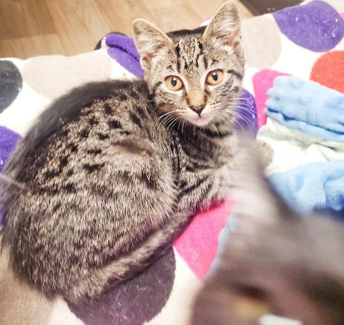 Cat 25949 (Alby), an adoptable Tabby in Parlier, CA, 93648 | Photo Image 4