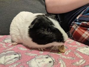 Bandit Guinea Pig Small & Furry