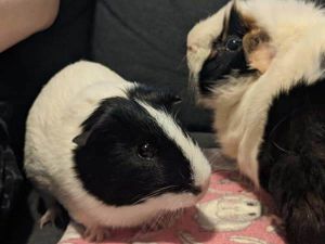 Bandit Guinea Pig Small & Furry