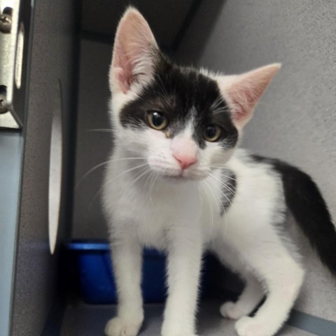 Robbie, an adoptable Domestic Short Hair in North Battleford, SK, S9A 2M7 | Photo Image 1