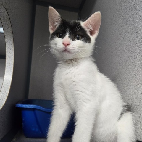 Robbie, an adoptable Domestic Short Hair in North Battleford, SK, S9A 2M7 | Photo Image 2