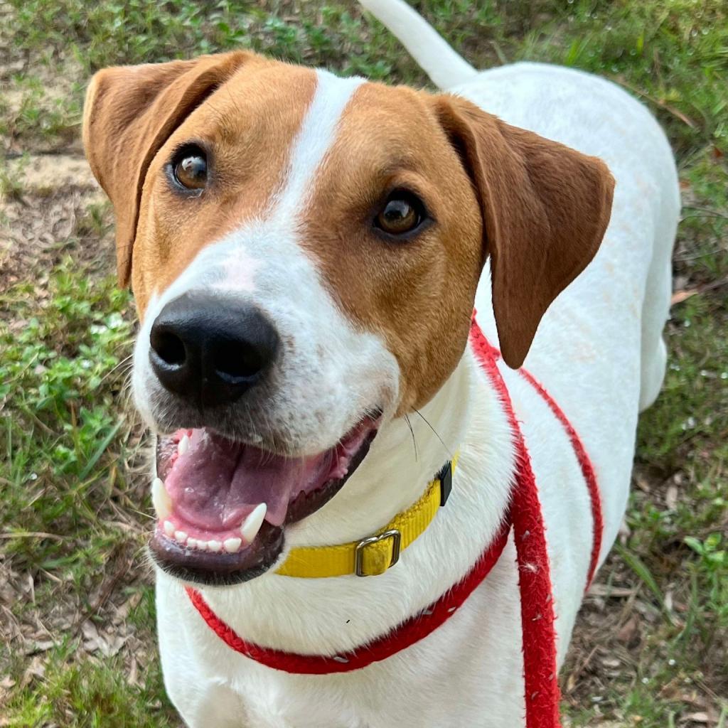 Gus, an adoptable Hound, Spaniel in Freeport, FL, 32439 | Photo Image 2