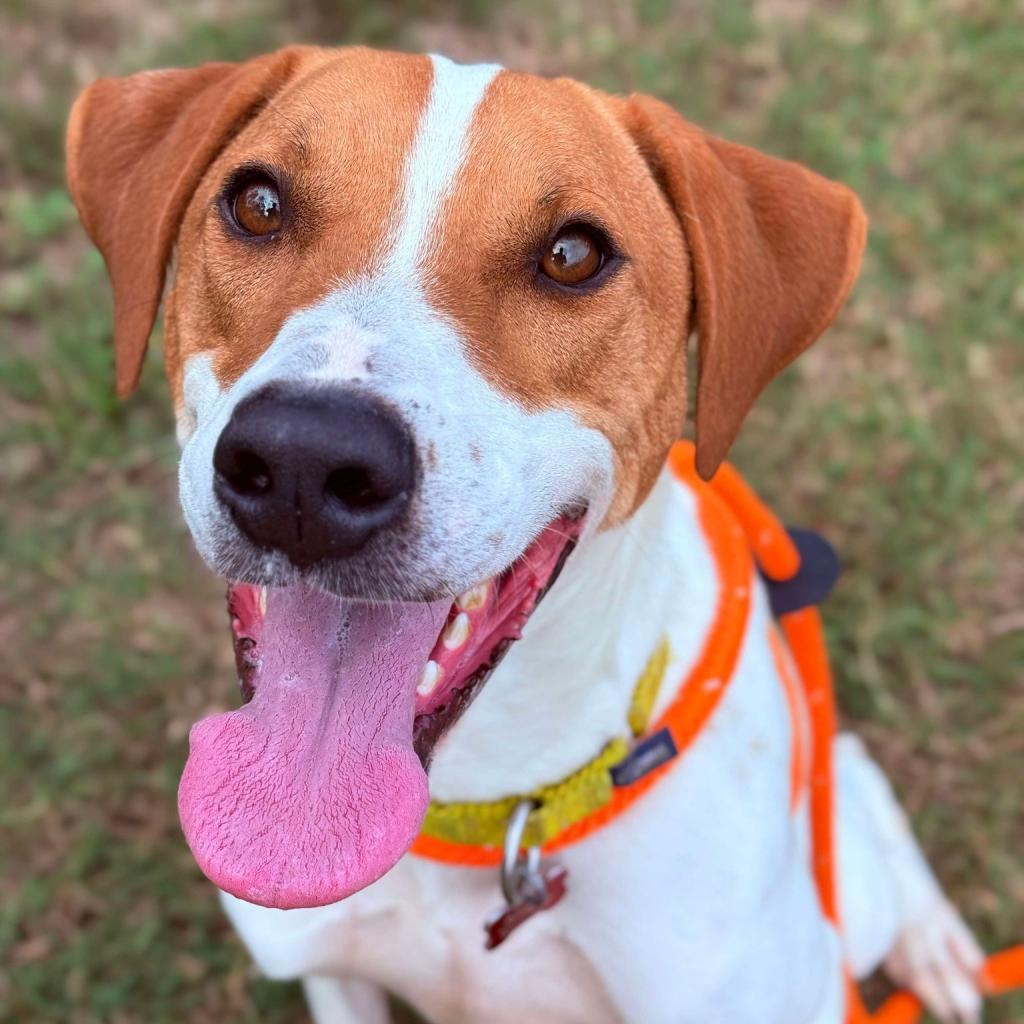 Gus, an adoptable Hound, Spaniel in Freeport, FL, 32439 | Photo Image 3