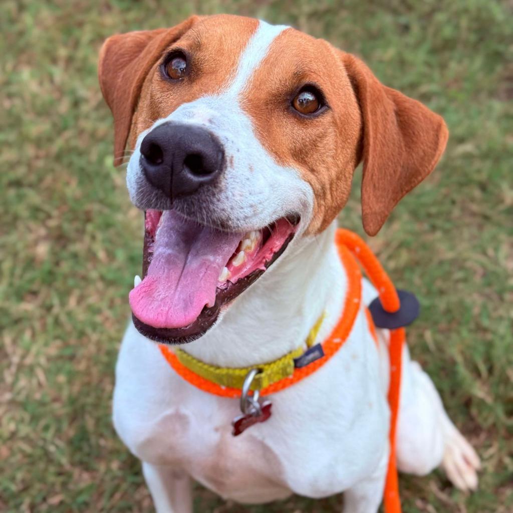 Gus, an adoptable Hound, Spaniel in Freeport, FL, 32439 | Photo Image 4