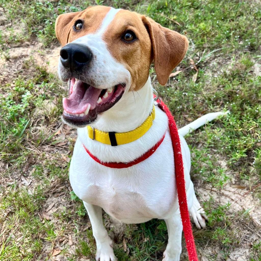 Gus, an adoptable Hound, Spaniel in Freeport, FL, 32439 | Photo Image 4