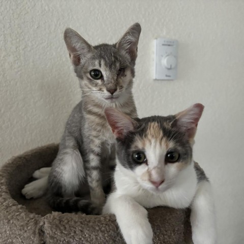 Breezy (w/ Apple) --Shy but sweet little darling! Adopt pair $50, an adoptable Domestic Short Hair in Flagstaff, AZ, 86004 | Photo Image 1