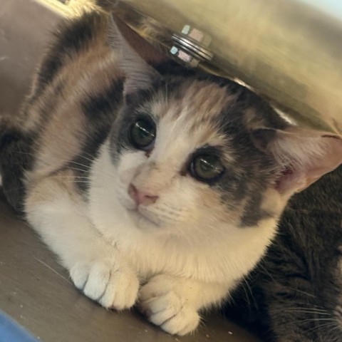 Breezy (w/ Apple) --Shy but sweet little darling! Adopt pair $50, an adoptable Domestic Short Hair in Flagstaff, AZ, 86004 | Photo Image 2