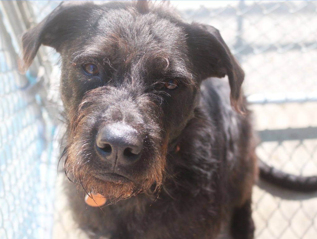 Hankie 22, an adoptable Wirehaired Terrier, Schnauzer in Brookhaven, MS, 39601 | Photo Image 1