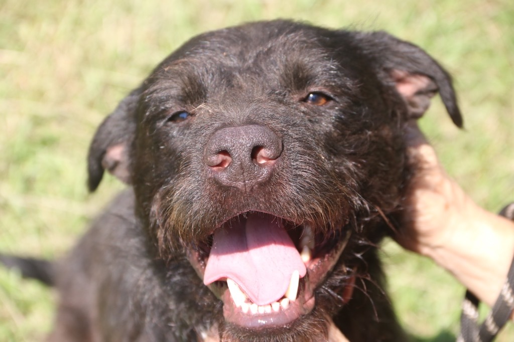 Hankie 22, an adoptable Wirehaired Terrier, Schnauzer in Brookhaven, MS, 39601 | Photo Image 2