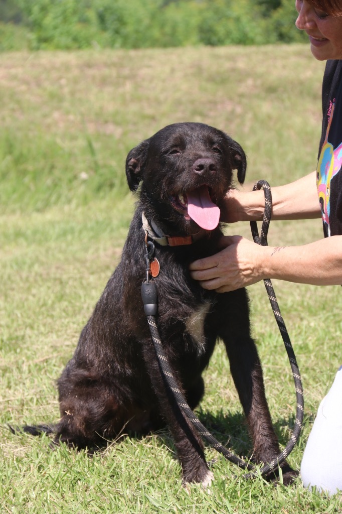 Hankie 22, an adoptable Wirehaired Terrier, Schnauzer in Brookhaven, MS, 39601 | Photo Image 3