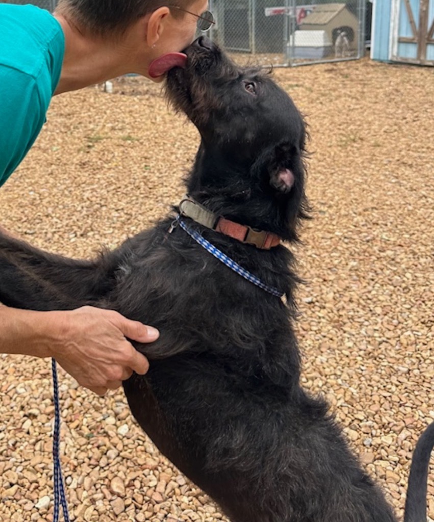 Hankie 22, an adoptable Wirehaired Terrier, Schnauzer in Brookhaven, MS, 39601 | Photo Image 4