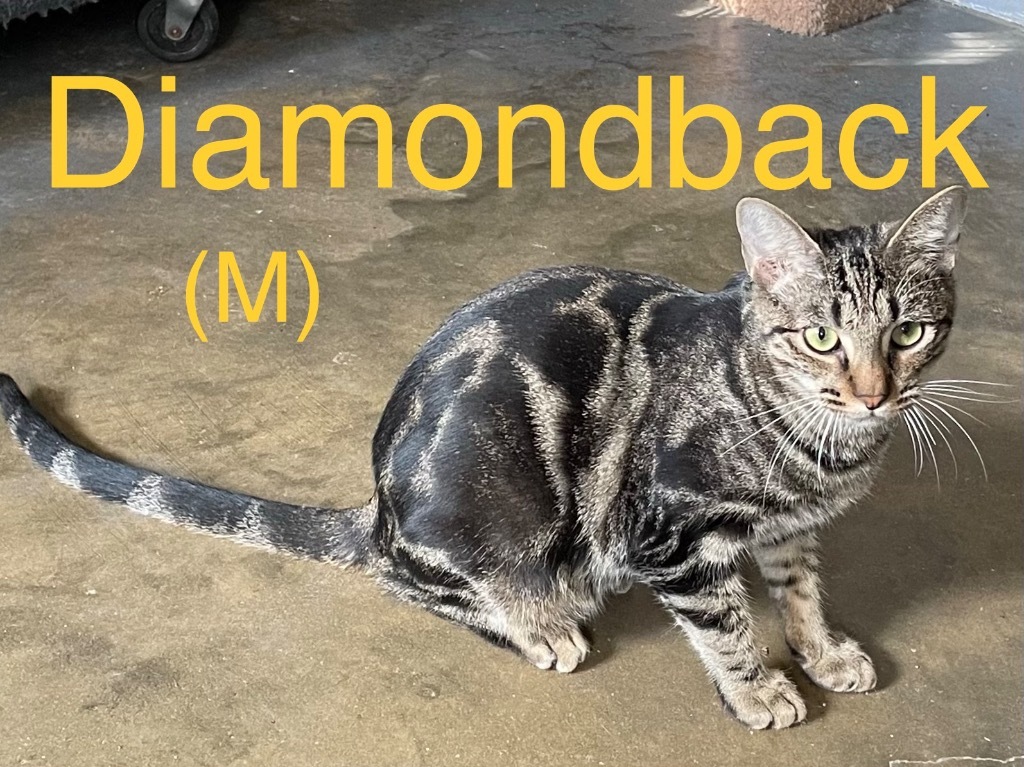 Diamondback 22, an adoptable Tabby, Domestic Short Hair in Brookhaven, MS, 39601 | Photo Image 1