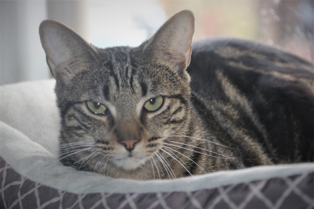 Diamondback 22, an adoptable Tabby, Domestic Short Hair in Brookhaven, MS, 39601 | Photo Image 2