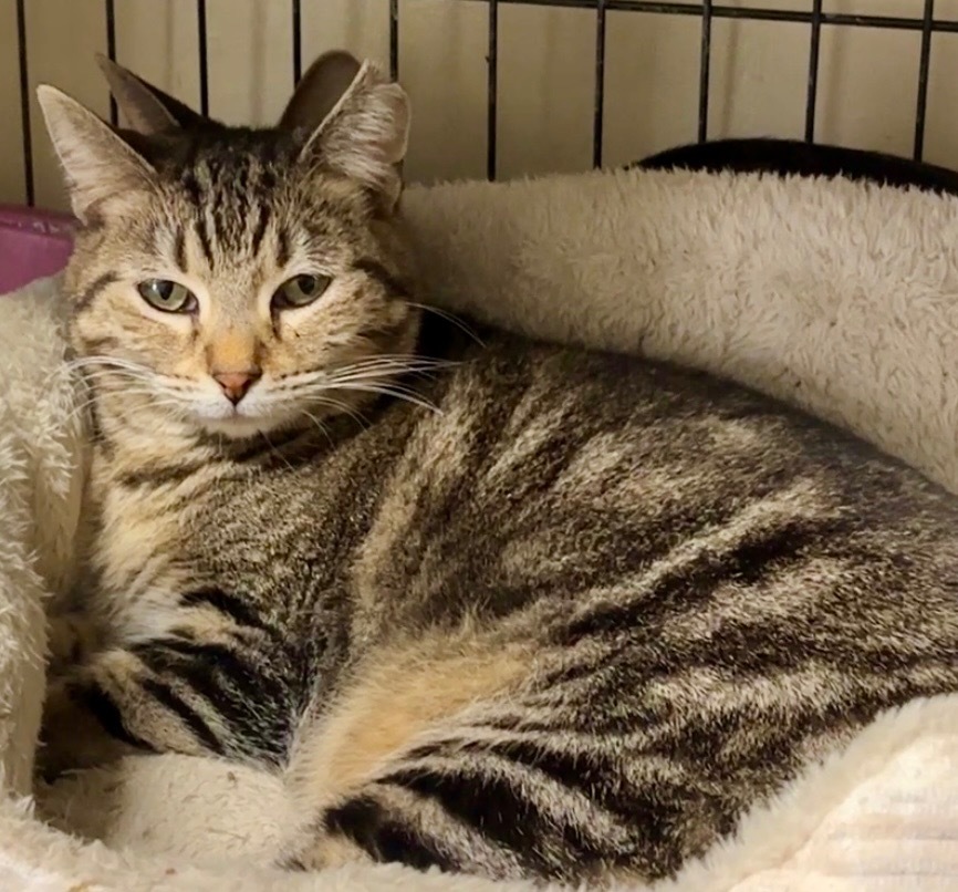 Phantom 20, an adoptable Tabby, Domestic Short Hair in Brookhaven, MS, 39601 | Photo Image 1