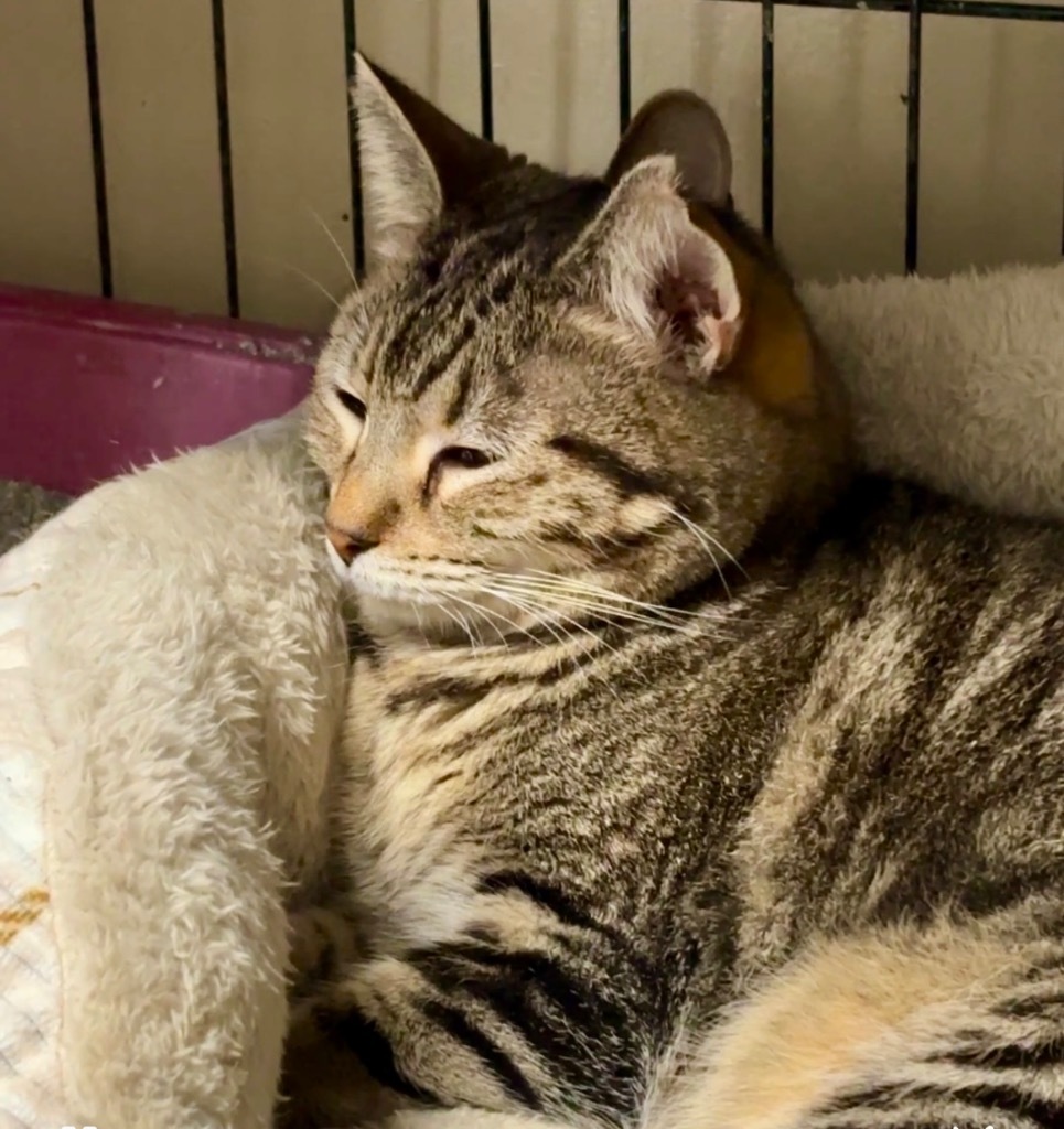 Phantom 20, an adoptable Tabby, Domestic Short Hair in Brookhaven, MS, 39601 | Photo Image 2