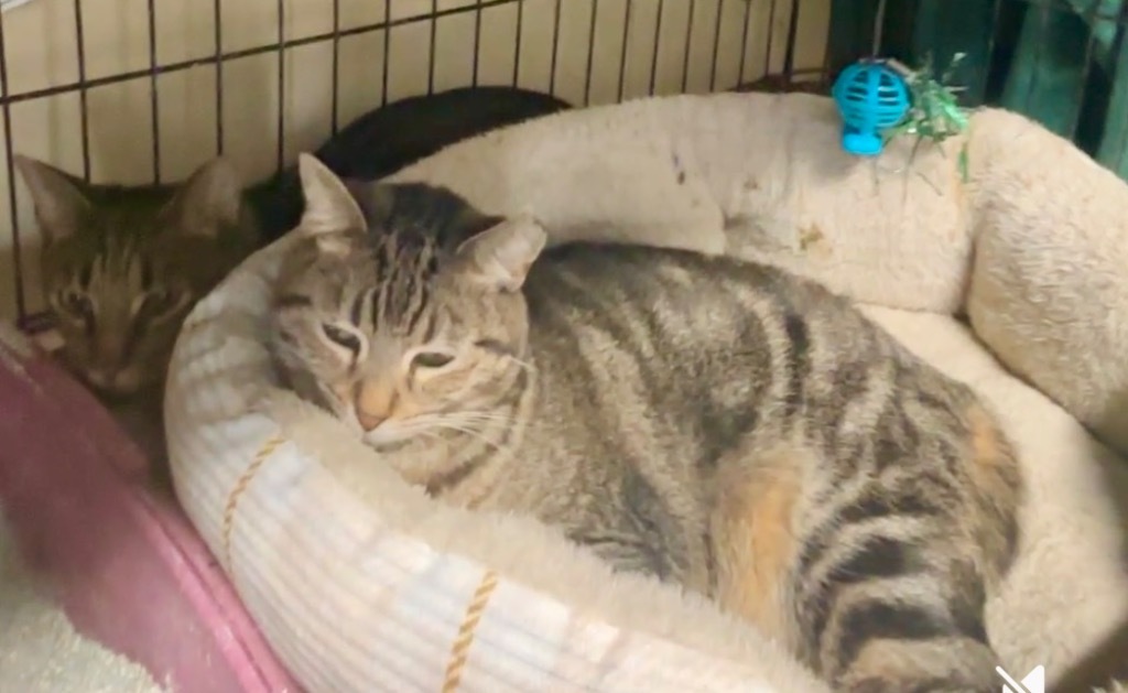 Phantom 20, an adoptable Tabby, Domestic Short Hair in Brookhaven, MS, 39601 | Photo Image 3