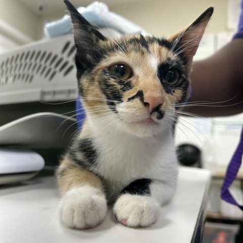 Calli, an adoptable Domestic Short Hair in Starkville, MS, 39760 | Photo Image 1