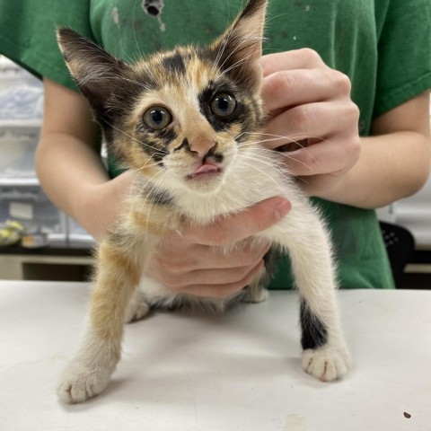 Calli, an adoptable Domestic Short Hair in Starkville, MS, 39760 | Photo Image 2